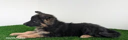 German Shepherd dogs for sale: Chelsey - Ad 3