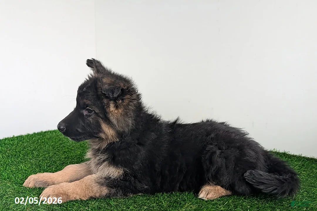 German Shepherd dogs for sale: Chelsey - Ad 3