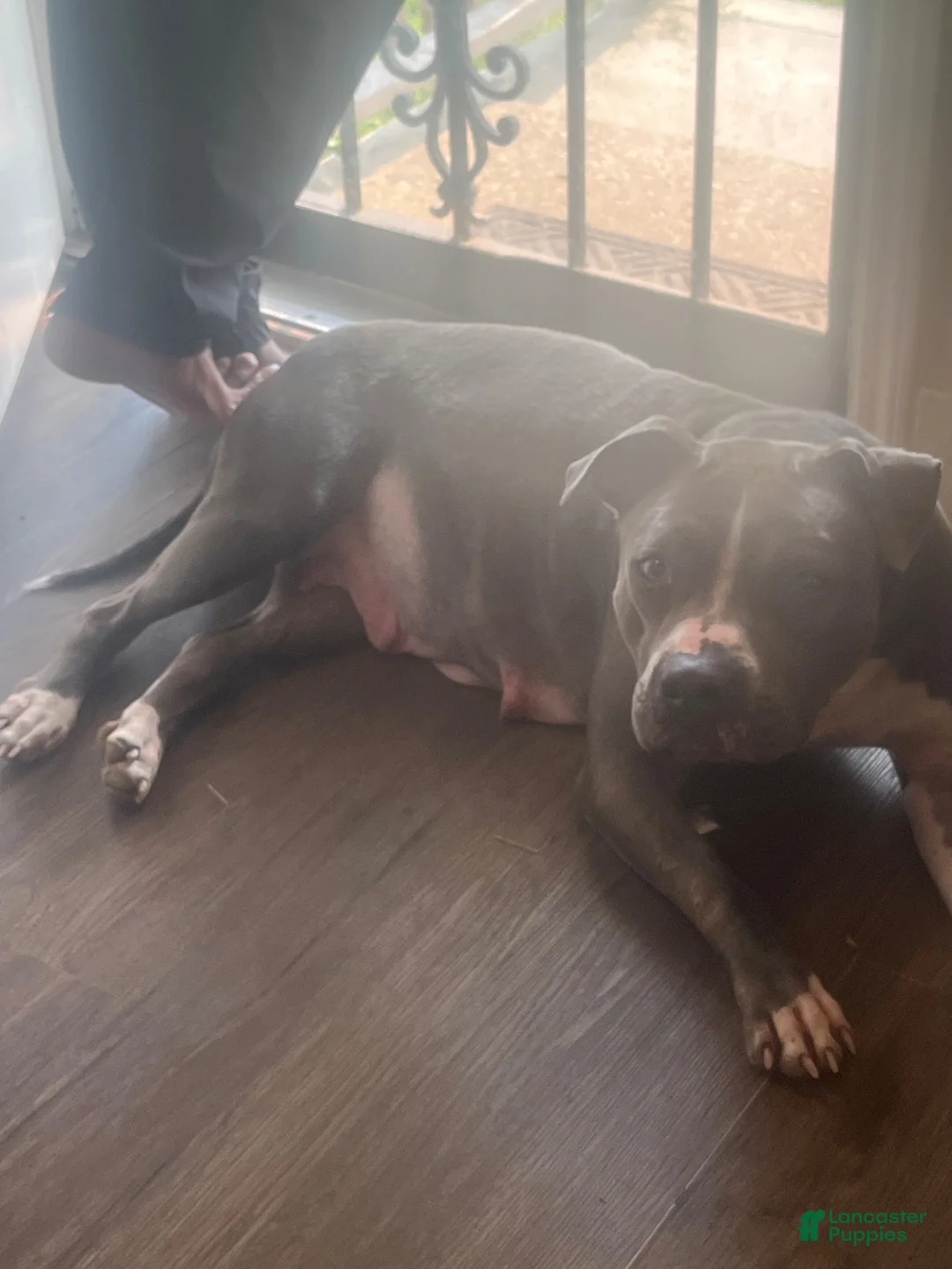 American Bully dogs for sale: Bunny - Ad 2
