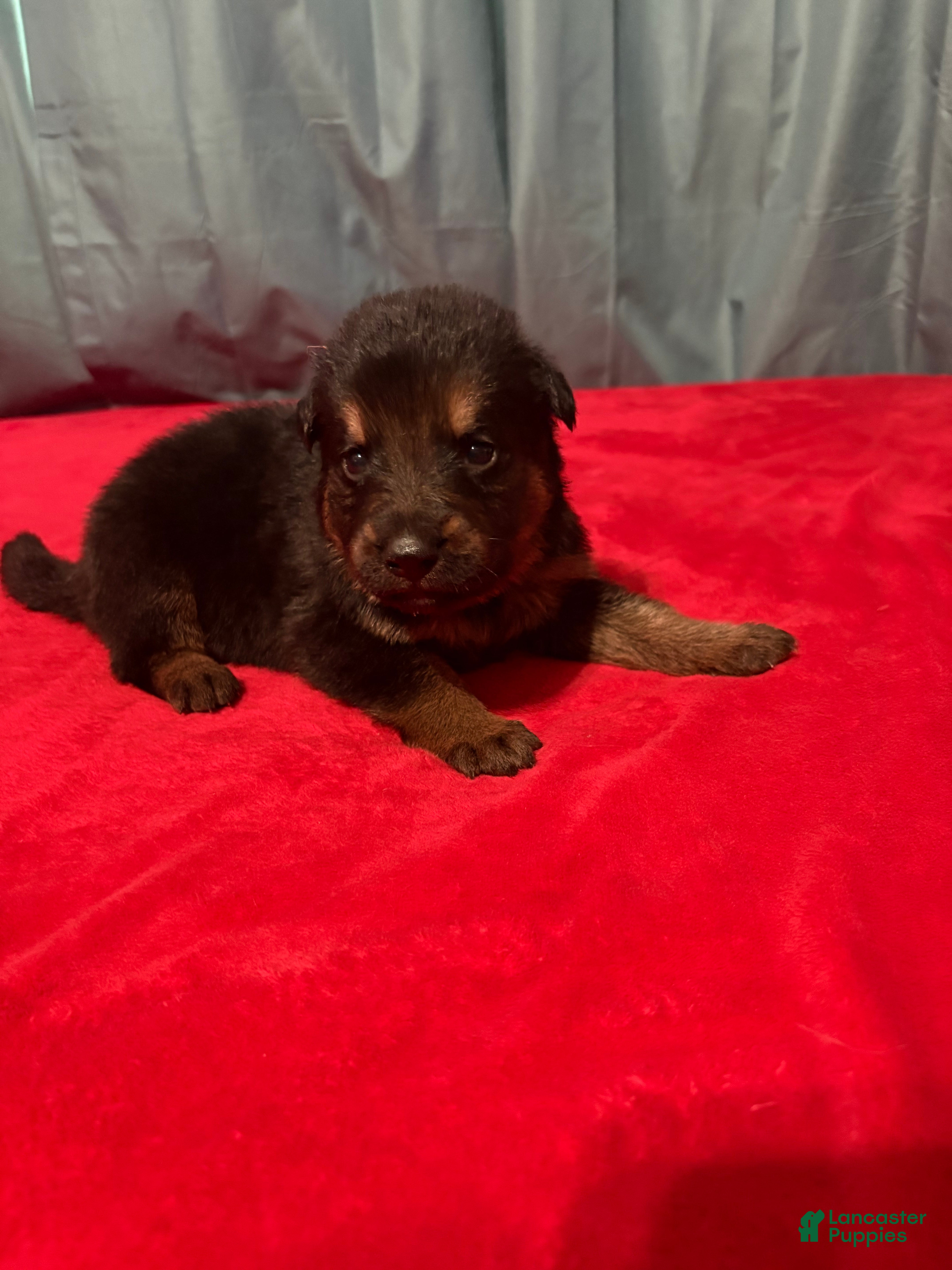 German Shepherd dogs Wako - Ad 1