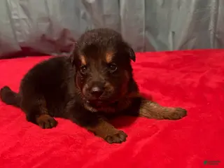German Shepherd dogs for sale: Wako - Ad 2