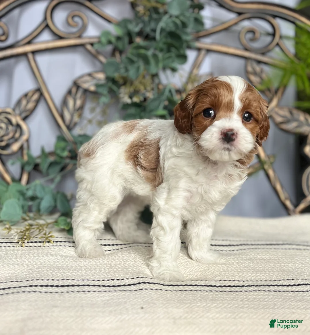 Miniature Poodle dogs for sale: Baby Cakes❤️🐾AKC Genetic Tested🐾Call 717-529-1907 - Ad 1