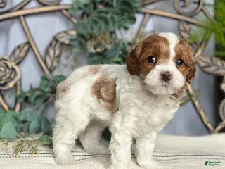 Miniature Poodle dogs Baby Cakes❤️🐾AKC Genetic Tested🐾Call 717-529-1907 - Ad 12