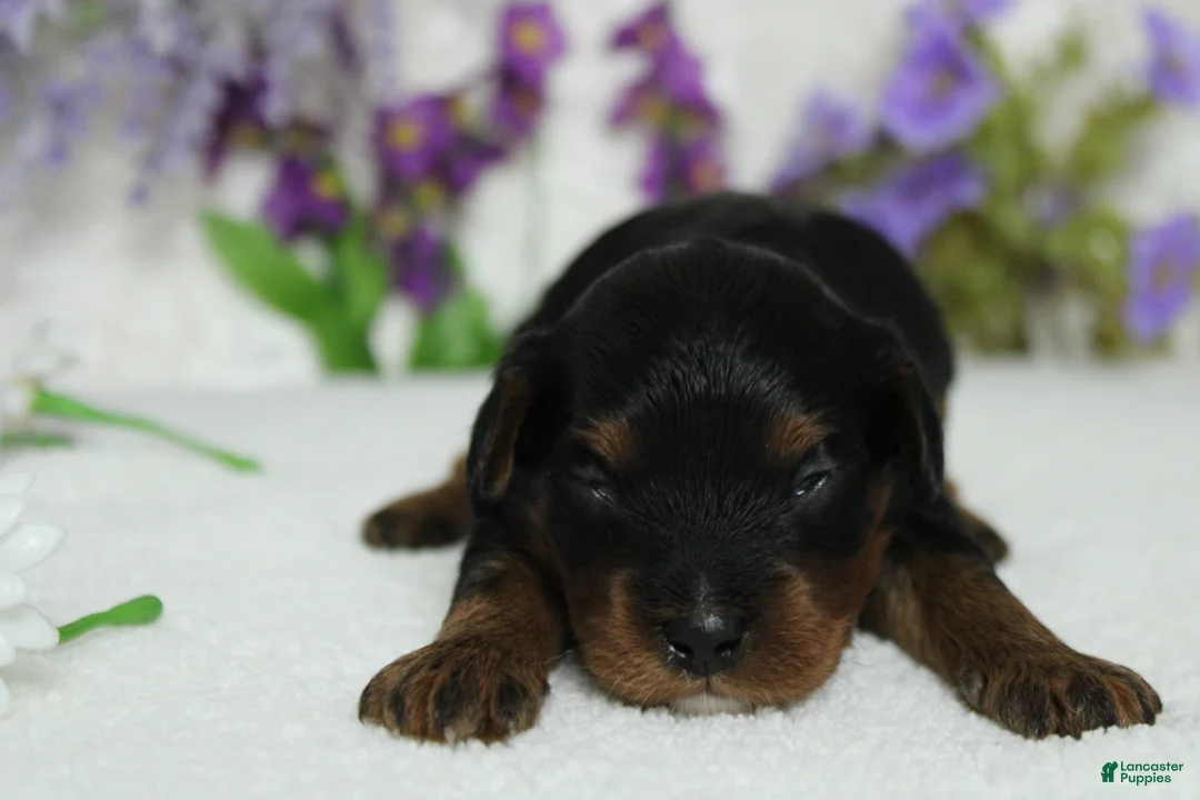 Toy Poodle dogs for sale: Phantom  - Ad 2