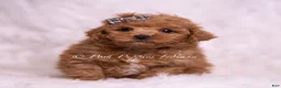 Maltipoo dogs for sale: Bravo - Ad 2
