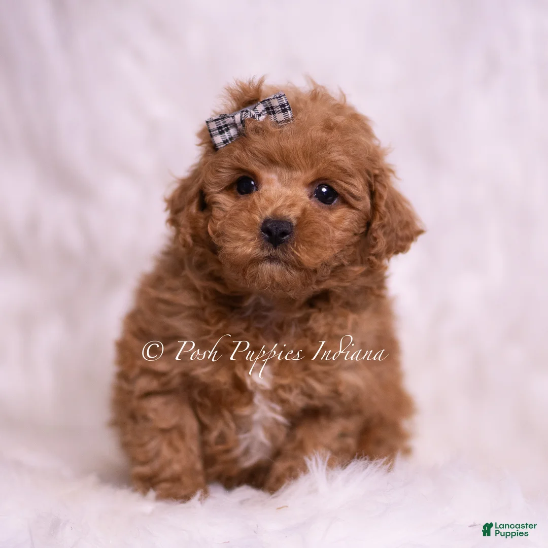 Maltipoo dogs for sale: Bravo - Ad 2