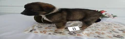 Mixed Breed dogs for sale: Mixed Breed 8 Veronica - Ad 4