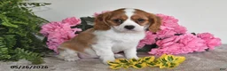 Cavalier King Charles Spaniel dogs for sale: Daisy - Ad 5
