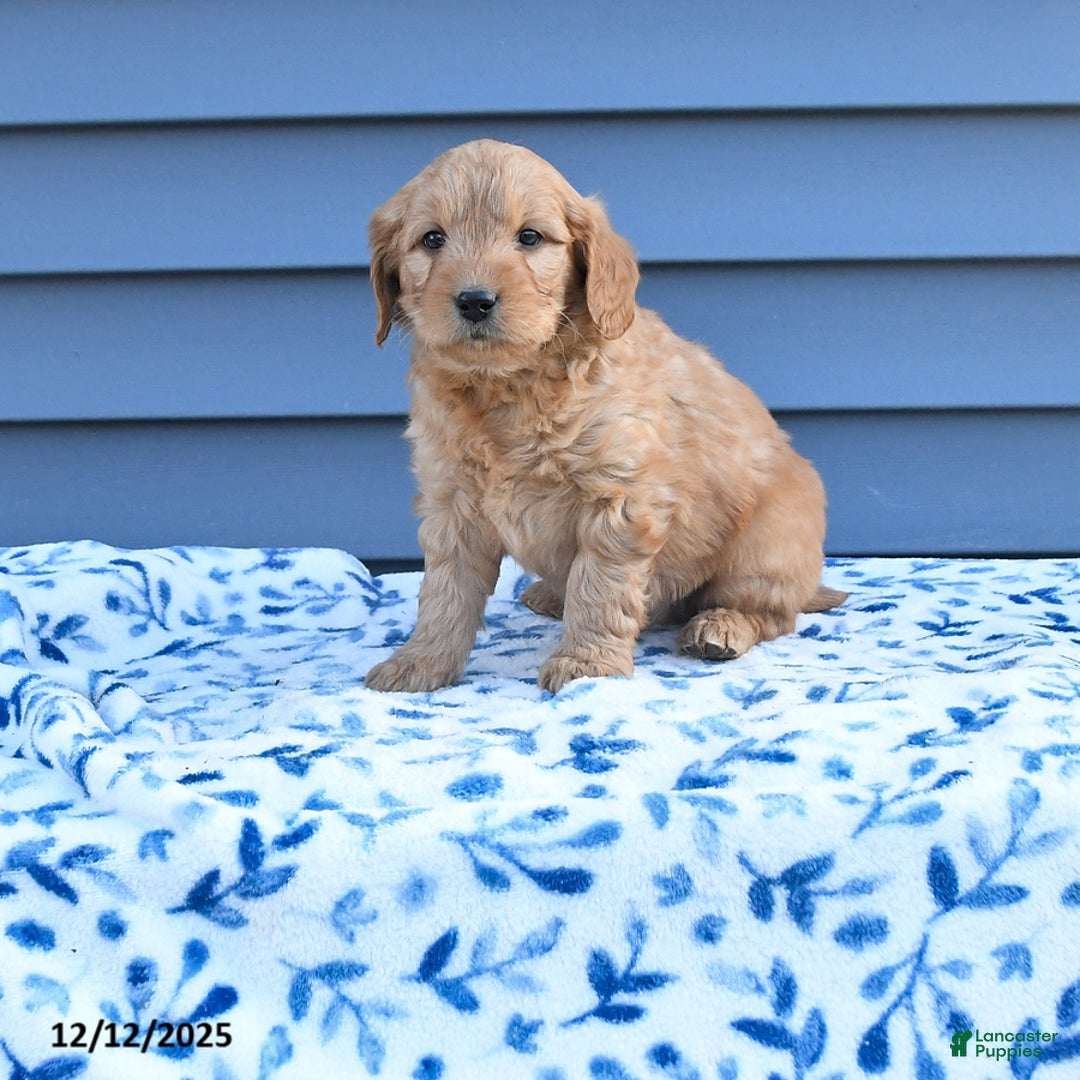 Goldendoodle dogs for sale: Baxter - Ad 1