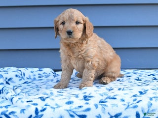 Goldendoodle dogs Baxter - Ad 12