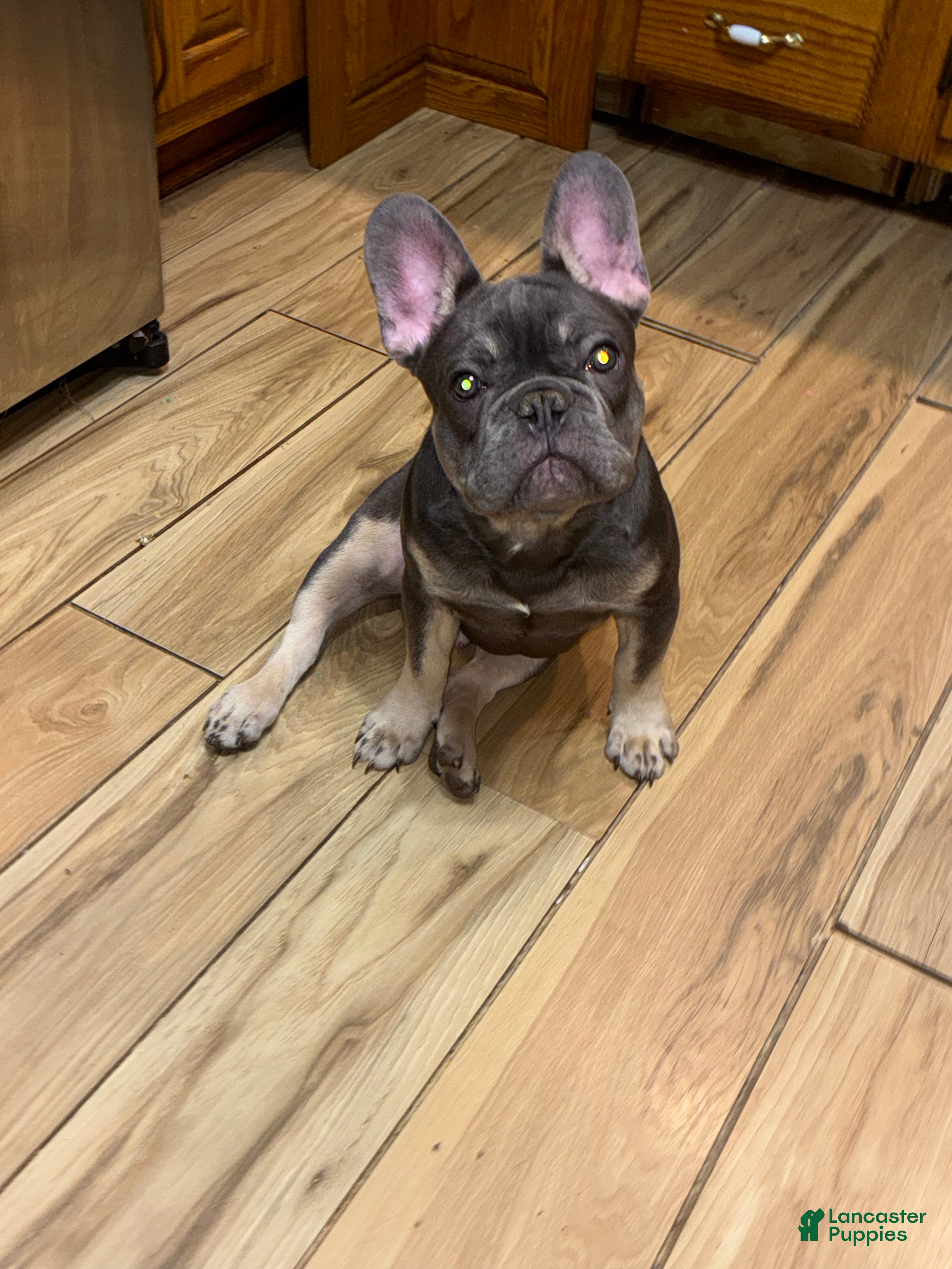 French Bulldog dogs Bubba  - Ad 1