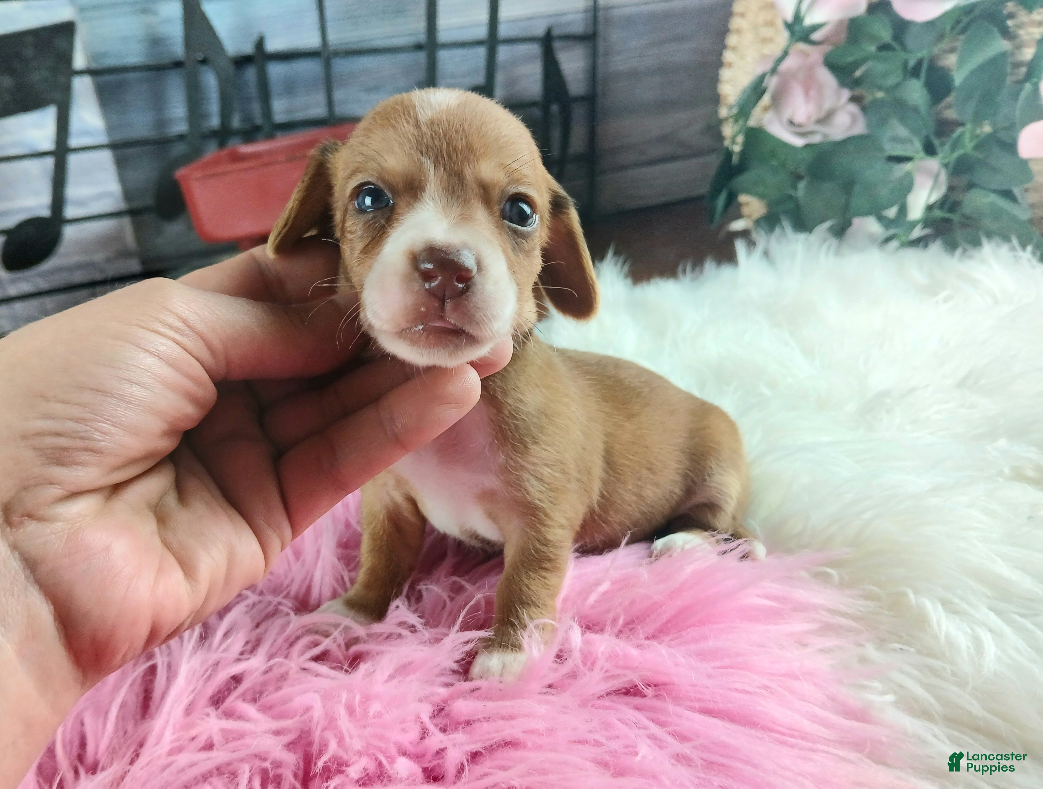 Dachshund dogs Nationwide delivery. Sugar pies red and white girl - Ad 9