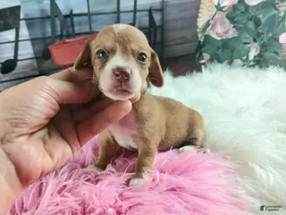 Miniature Dachshund dogs Sugar pies red and white girl. Hand delivery - Ad 11