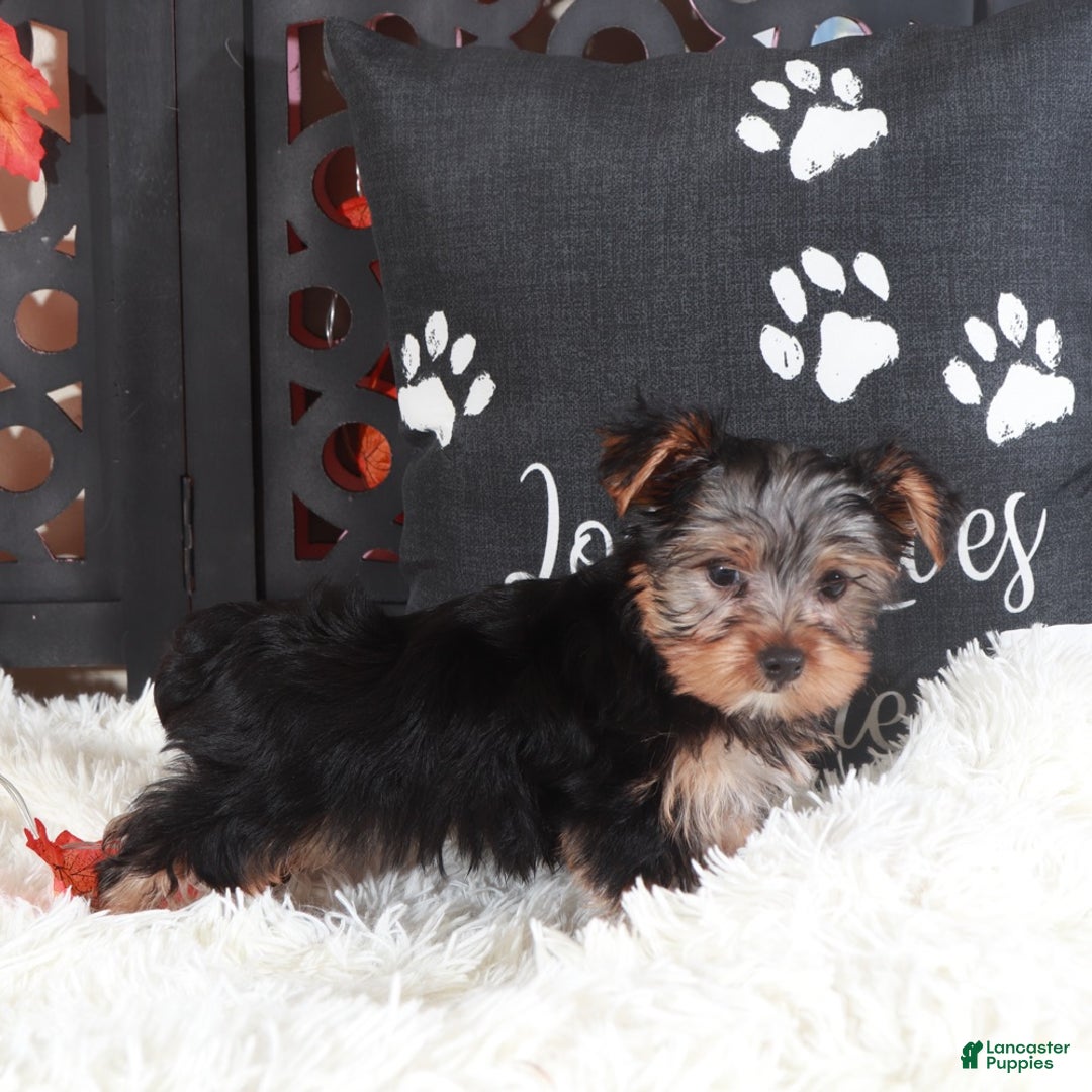 Yorkshire Terrier dogs for sale: Brutus  - Ad 4