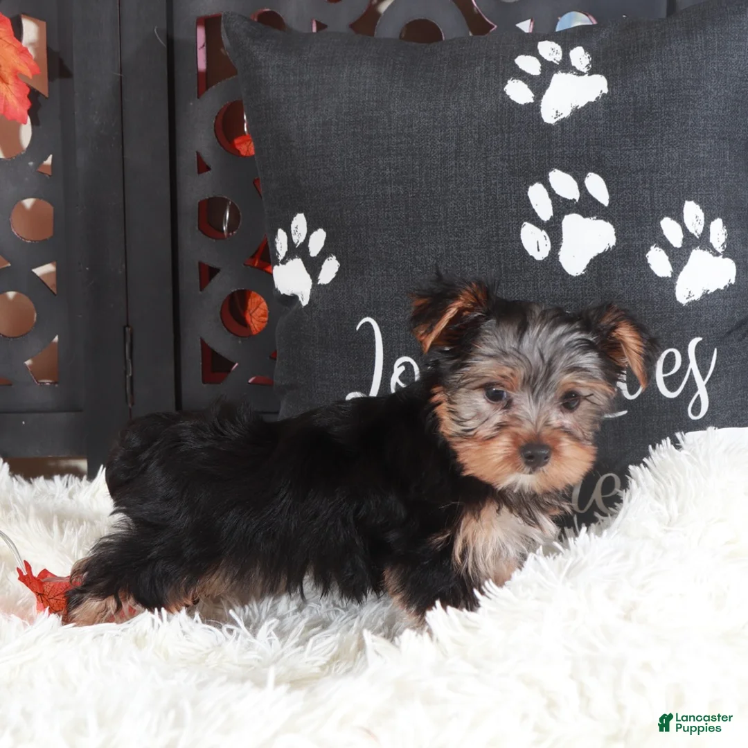 Yorkshire Terrier dogs for sale: Brutus  - Ad 4