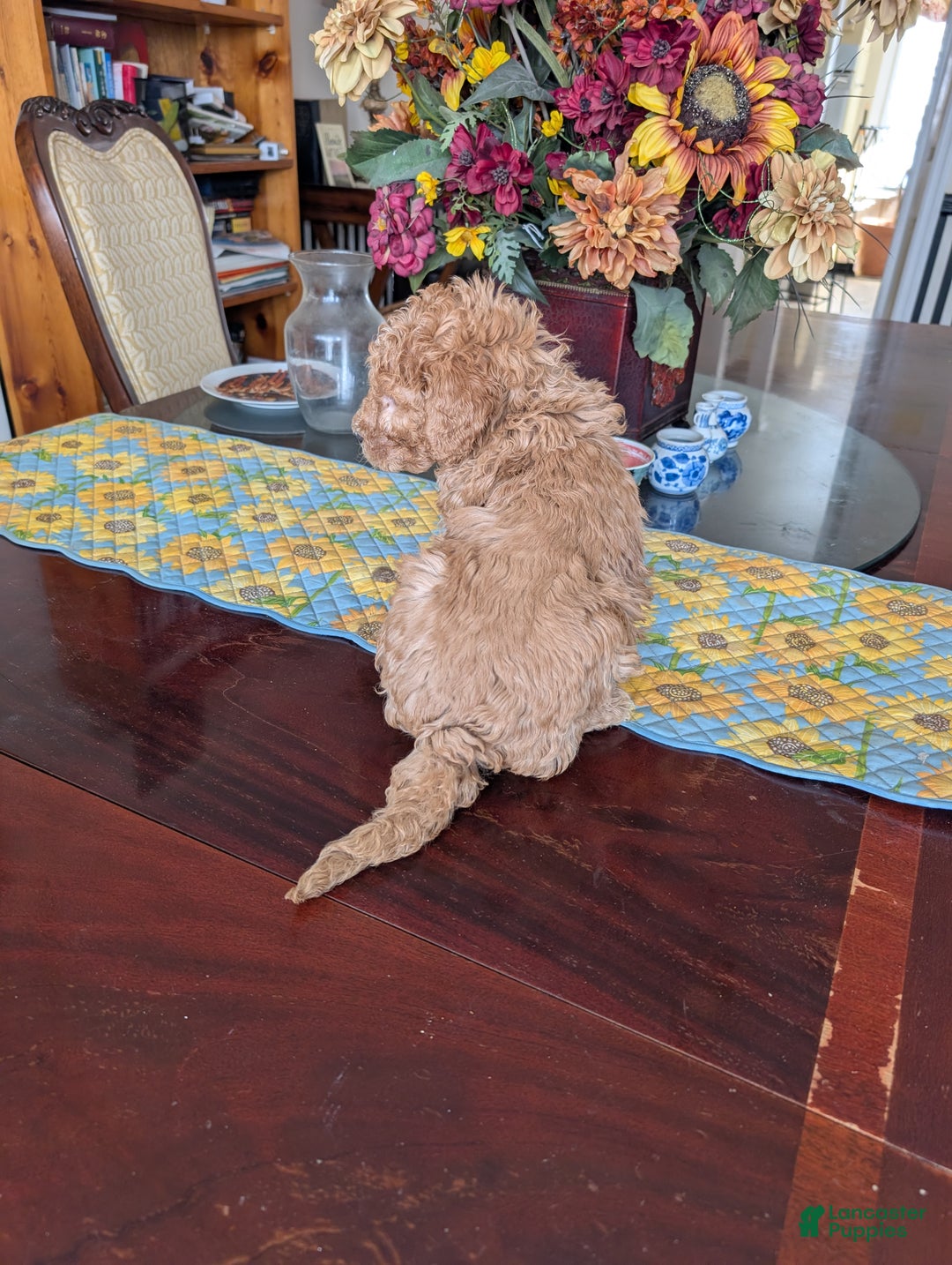 Goldendoodle dogs for sale: Steve - Ad 6