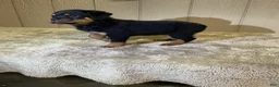Rottweiler dogs for sale: Rottweiler 4 - Ad 10