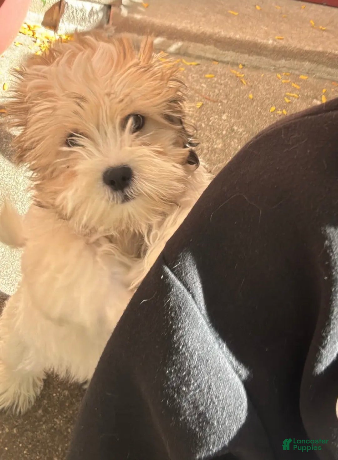 Malshi dogs for sale: Louie - Ad 2