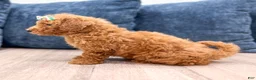 Bichpoo dogs for sale: Zaylee - Ad 5