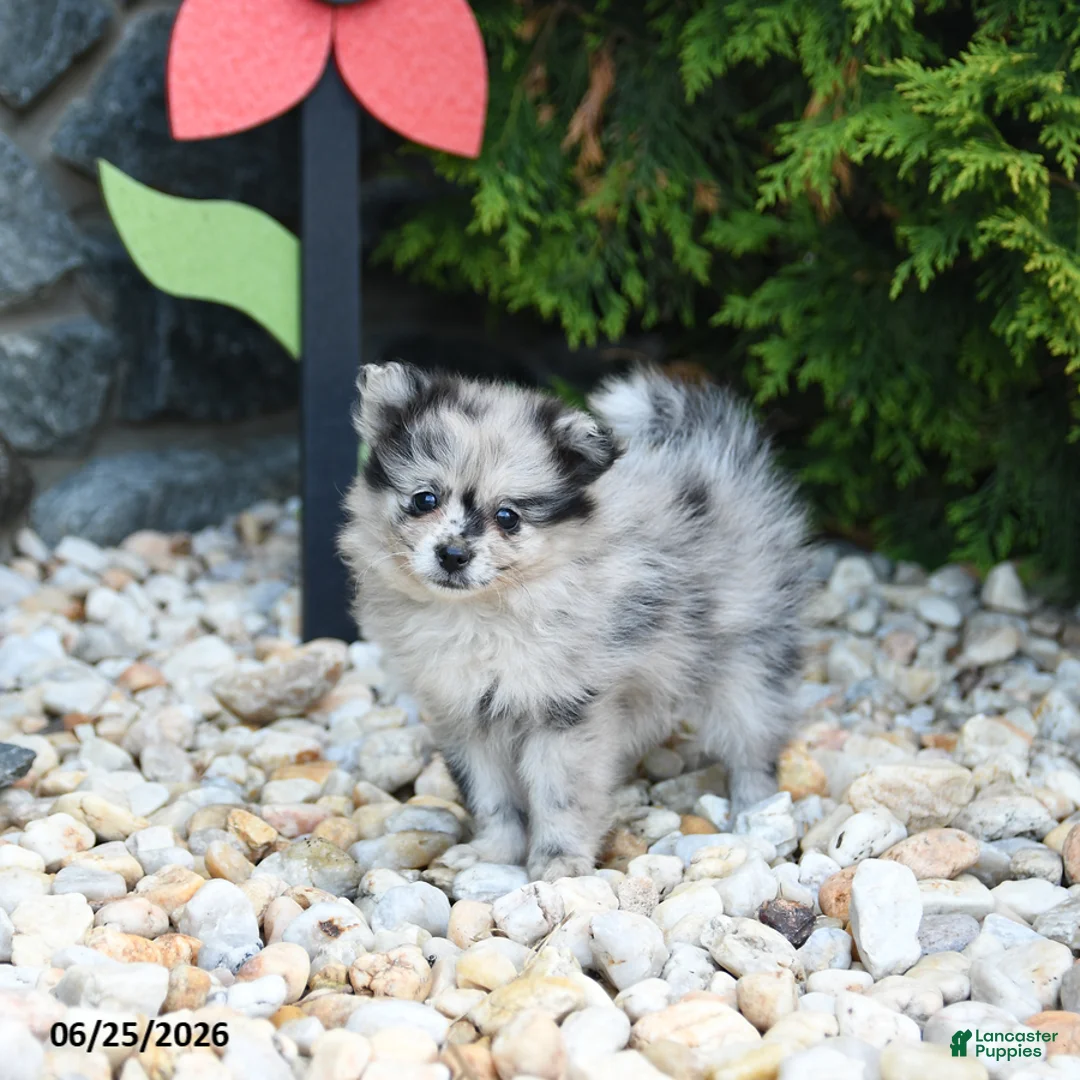 Pomeranian dogs for sale: Candy - Ad 1