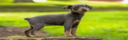 Miniature Pinscher dogs for sale: ABBY - Ad 6