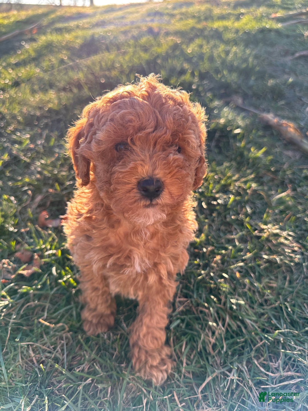 Toy Poodle dogs for sale: Coco- AKC POTTY TRAINED - Ad 2