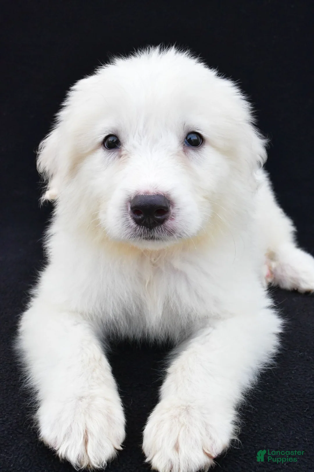 Great Pyrenees dogs for sale: Marvin - Ad 7