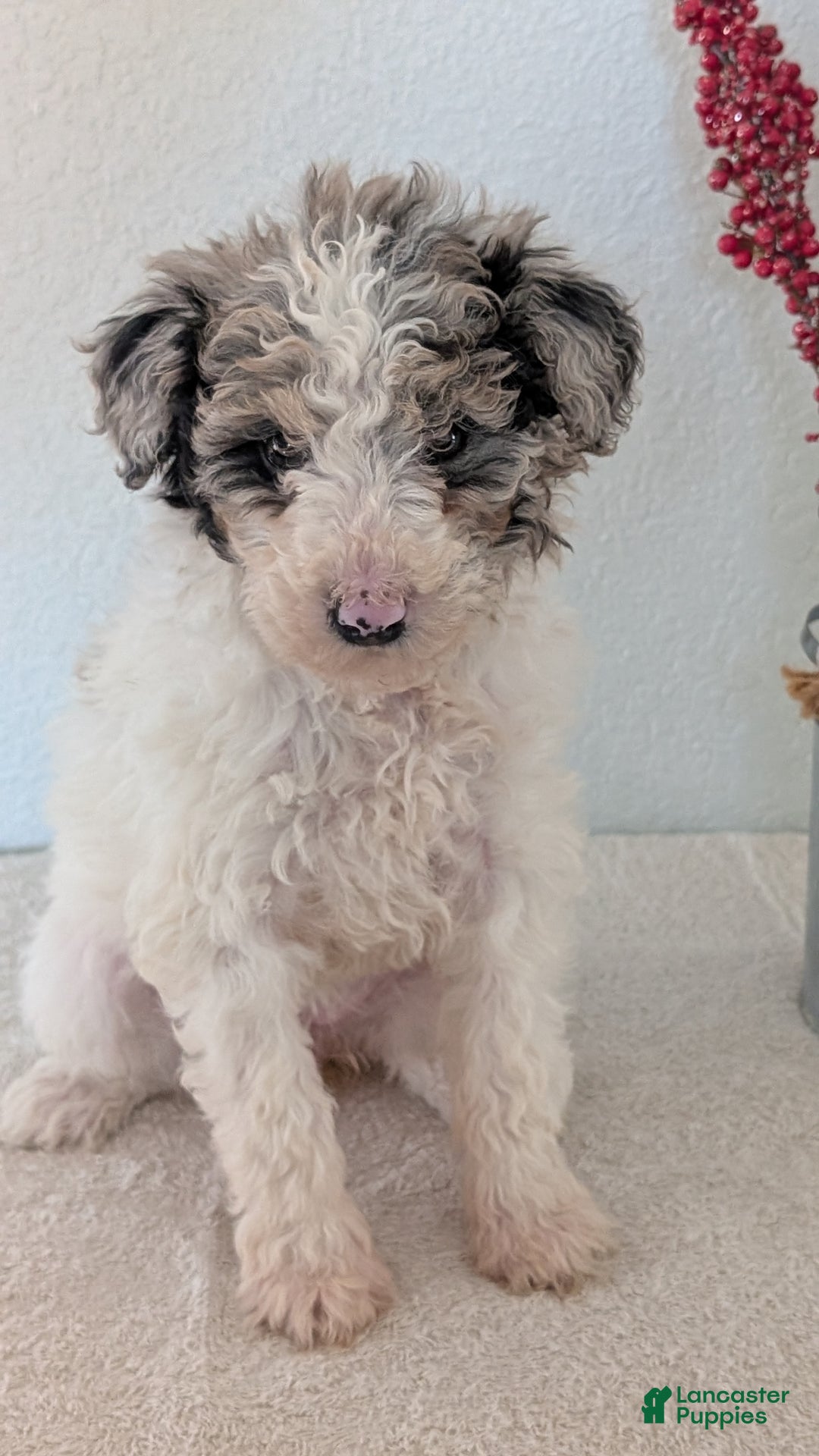 Mini Bernedoodle dogs for sale: Valerie  - Ad 7