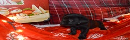 Labrador Retriever dogs for sale: Meadow - Ad 3