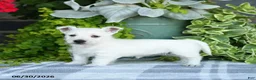 West Highland Terrier dogs for sale: Alayna - Ad 3