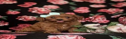 Cavapoo dogs for sale: Tilly - Ad 3