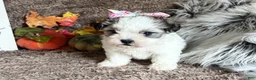 Malshi dogs for sale: Princess Aurora - Ad 6