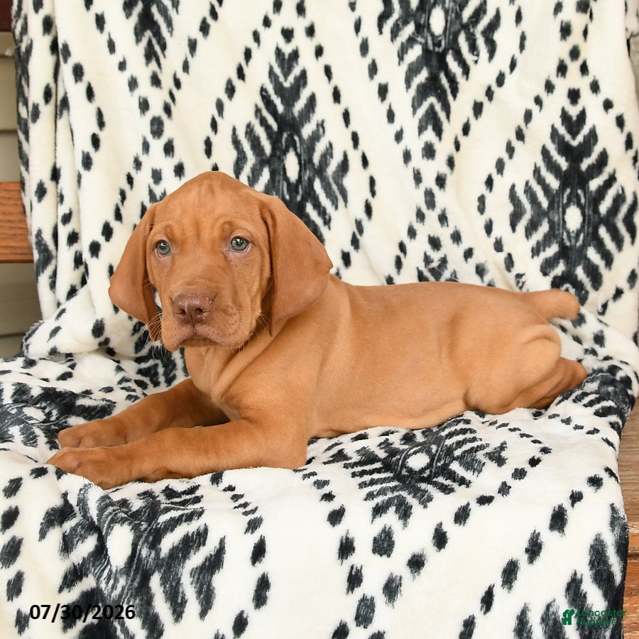 Vizsla dogs Kodiak - Ad 2