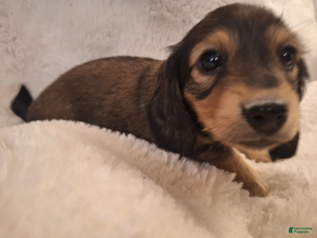Miniature Dachshund dogs for sale: Duke - Ad 2