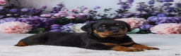 Rottweiler dogs for sale: Rocky - Ad 5