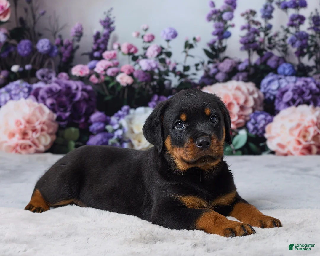 Rottweiler dogs for sale: Rocky - Ad 5