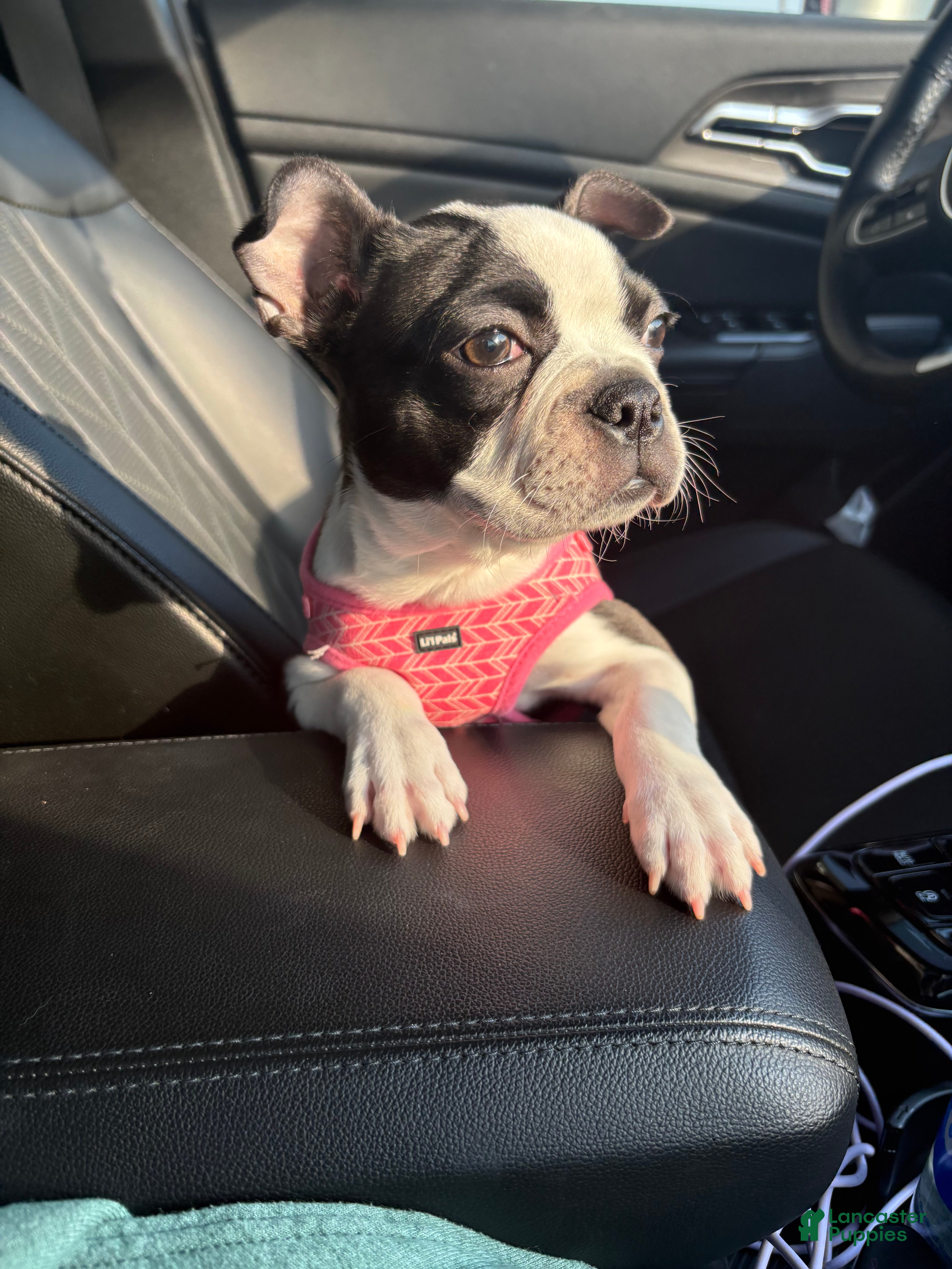 Boston Terrier dogs Boston Terrier Puppy 2 - Ad 41
