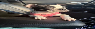 Boston Terrier Puppy 2