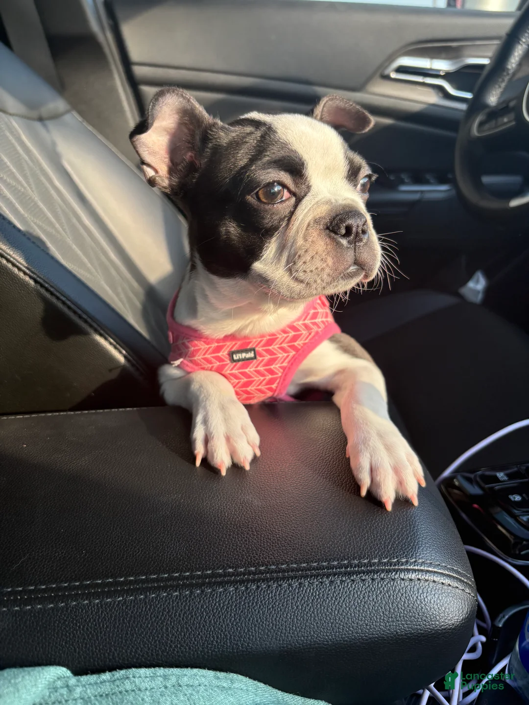 Boston Terrier dogs for sale: Boston Terrier Puppy 2 - Ad 1