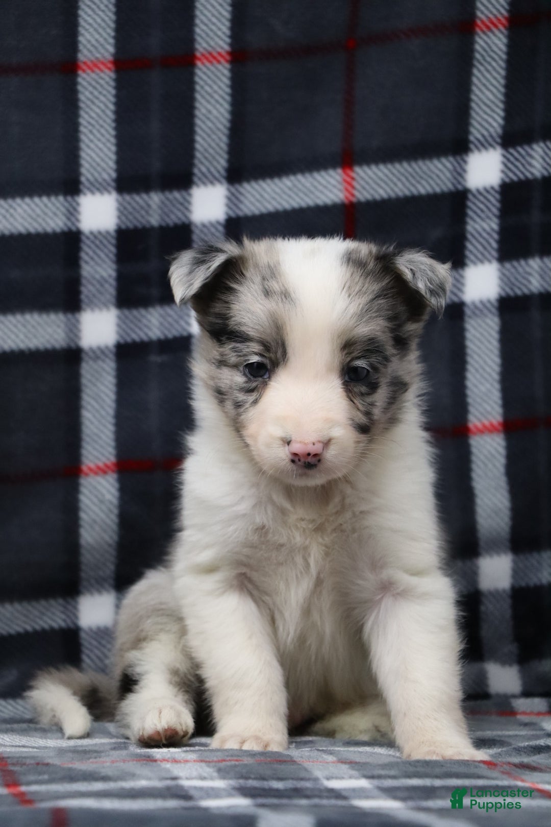Border Collie dogs  flurry  - Ad 10