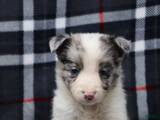 Border Collie dogs flurry - Ad 2