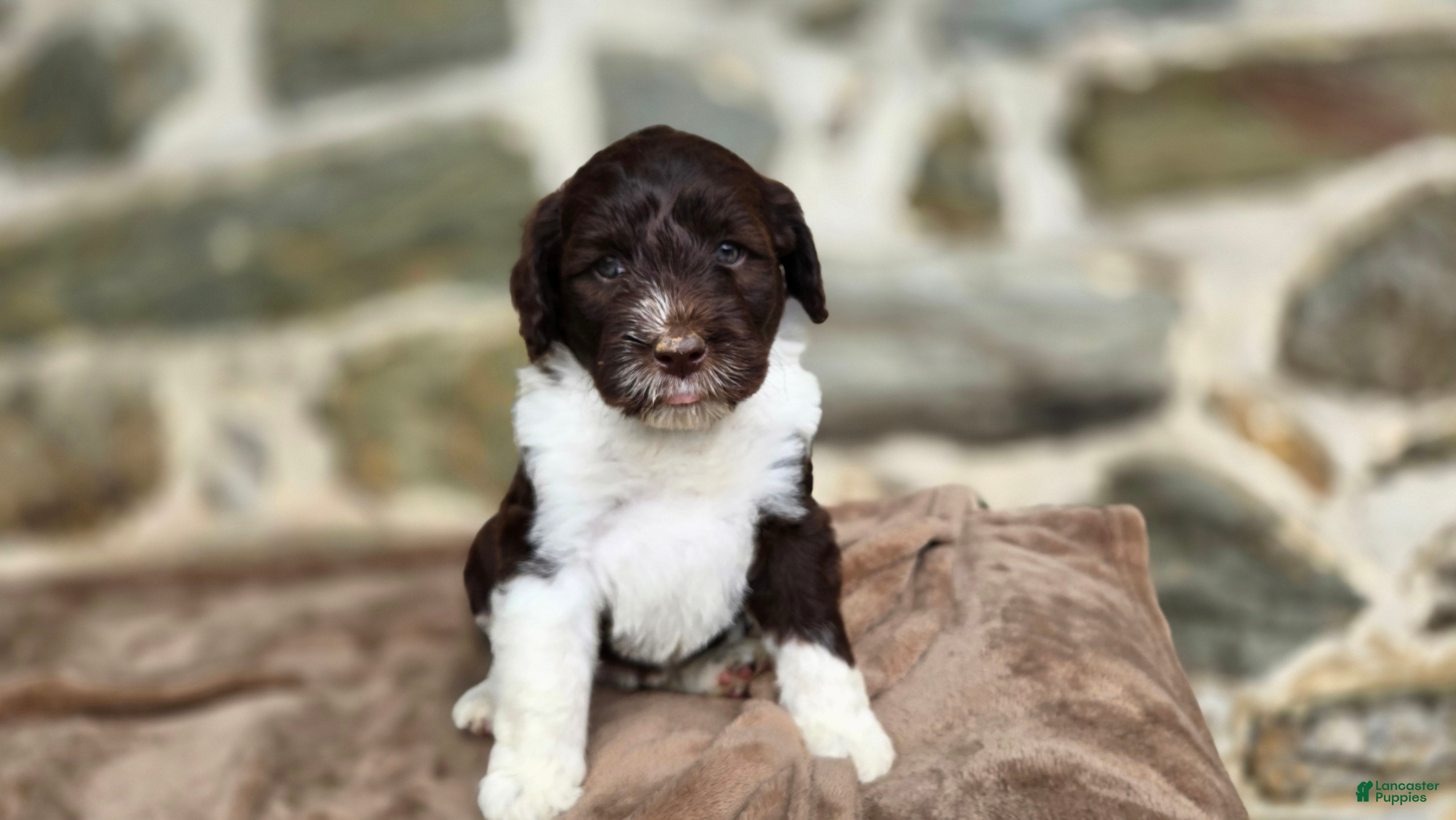 Portuguese Water Dog dogs Mary - Ad 1