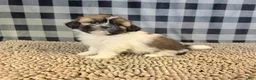 Shih Tzu dogs for sale: Abby - Ad 1