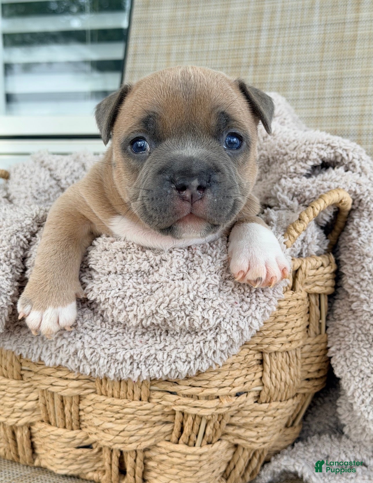 American Bully dogs American Bully 1 - Ad 1