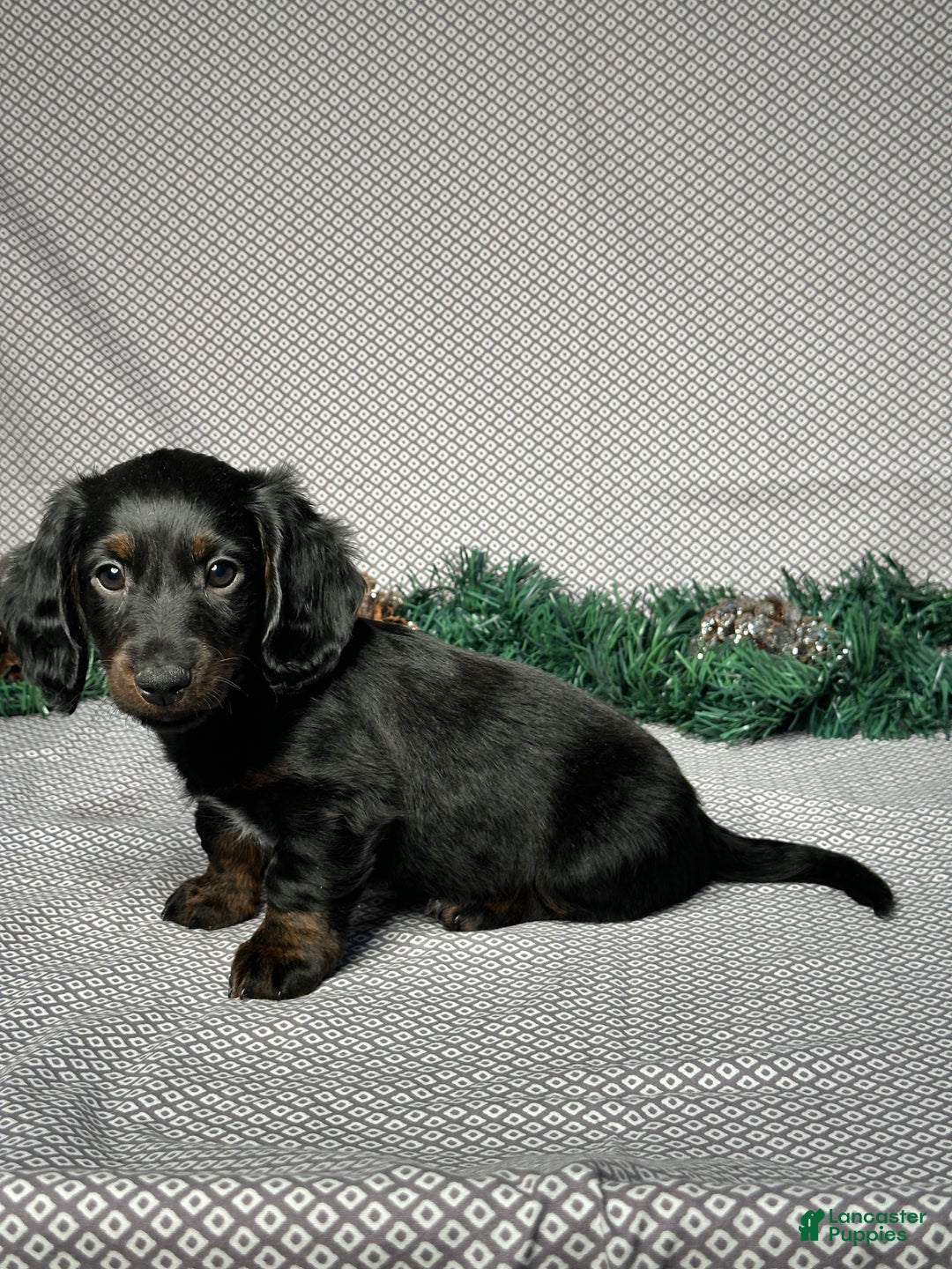 Miniature Dachshund dogs for sale: Travis - Ad 2