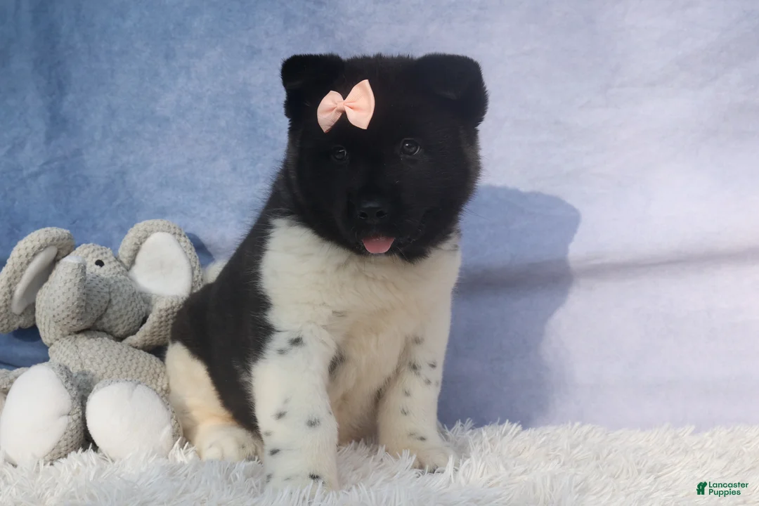 Akita dogs for sale: Olive - Ad 27