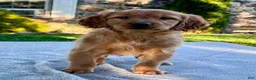 Golden Retriever dogs for sale: Leo - Ad 3