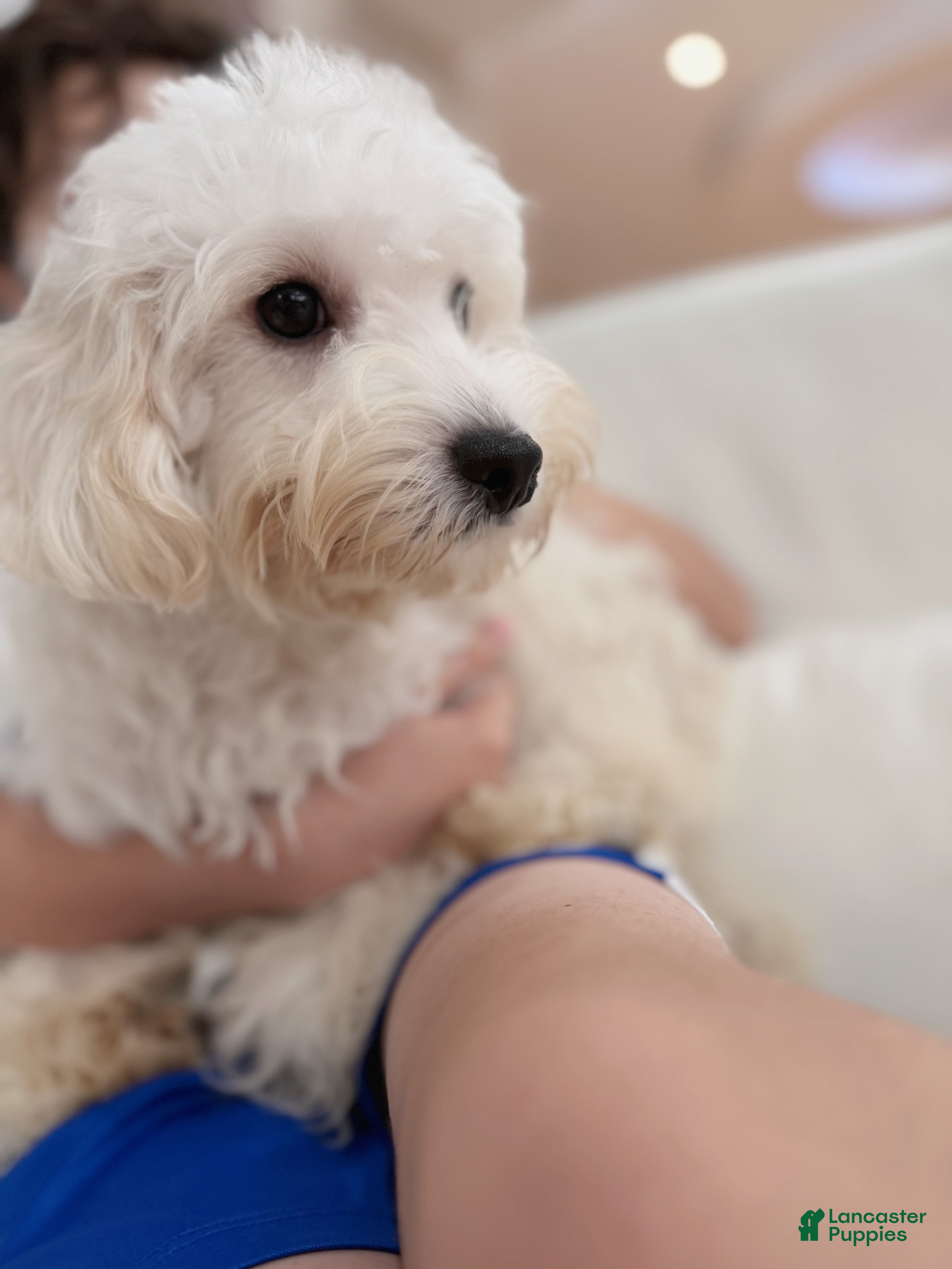 Maltipoo dogs Milo - Ad 2