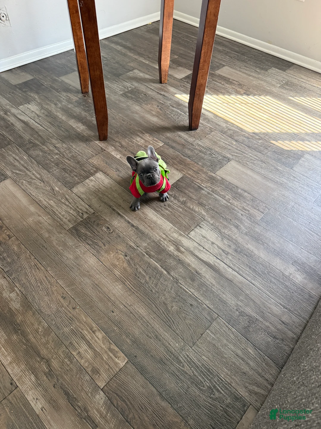 French Bulldog dogs for sale: French Bulldog Puppy 1 - Ad 2