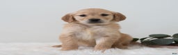 Golden Retriever dogs for sale: Shyanne  - Ad 2